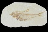 Bargain, Fossil Fish (Diplomystus) - Green River Formation #120369-1